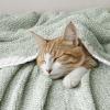 MIULEE Sage Green Super Soft Throw Blanket for Couch, Cozy Fluffy Warm Throws Knit Blankets for Sofa, Bed, Chair, Living Room, Camping, Picnic, Spring Home Decor,50 x 60 inch(Sage Green)