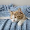 MIULEE Sage Green Super Soft Throw Blanket for Couch, Cozy Fluffy Warm Throws Knit Blankets for Sofa, Bed, Chair, Living Room, Camping, Picnic, Spring Home Decor,50 x 60 inch(Blue)