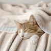 MIULEE Sage Green Super Soft Throw Blanket for Couch, Cozy Fluffy Warm Throws Knit Blankets for Sofa, Bed, Chair, Living Room, Camping, Picnic, Spring Home Decor,50 x 60 inch(Cream)