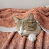MIULEE Sage Green Super Soft Throw Blanket for Couch, Cozy Fluffy Warm Throws Knit Blankets for Sofa, Bed, Chair, Living Room, Camping, Picnic, Spring Home Decor,50 x 60 inch(Burnt Orange)