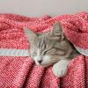 MIULEE Sage Green Super Soft Throw Blanket for Couch, Cozy Fluffy Warm Throws Knit Blankets for Sofa, Bed, Chair, Living Room, Camping, Picnic, Spring Home Decor,50 x 60 inch(Red)
