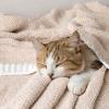 MIULEE Sage Green Super Soft Throw Blanket for Couch, Cozy Fluffy Warm Throws Knit Blankets for Sofa, Bed, Chair, Living Room, Camping, Picnic, Spring Home Decor,50 x 60 inch(Beige)